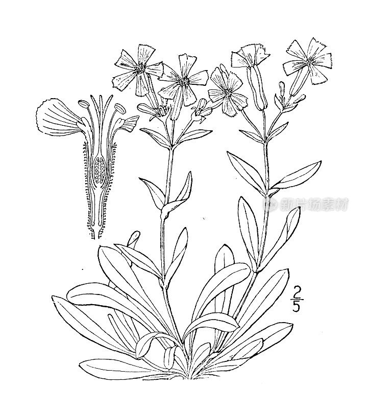 古董植物学植物插图:Silene Caroliniana，野生粉红色